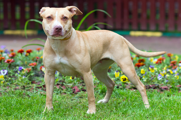All About American Pit Bull Terrier Dog Breed