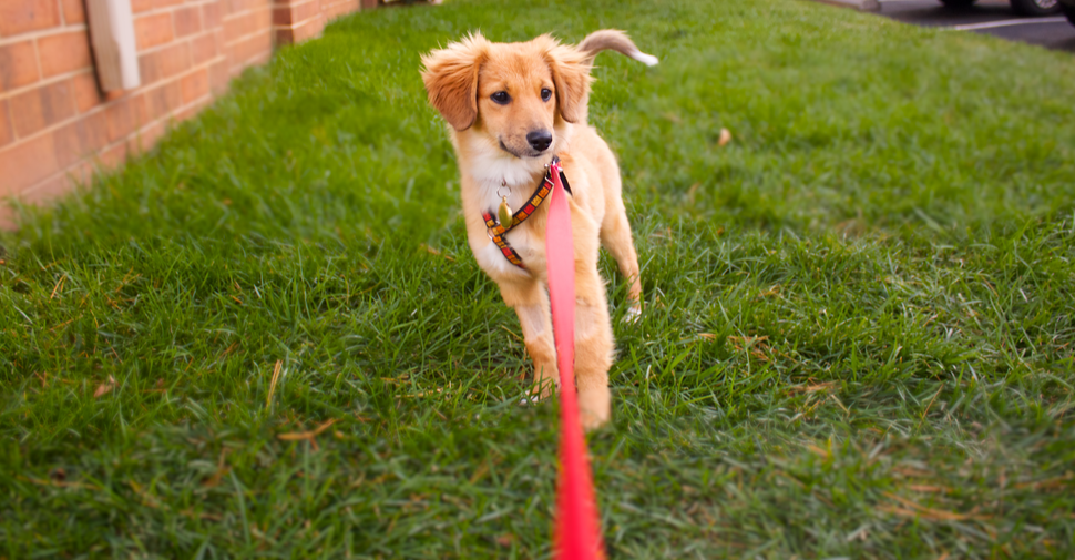 Potty Training Your Puppy One Week Guide