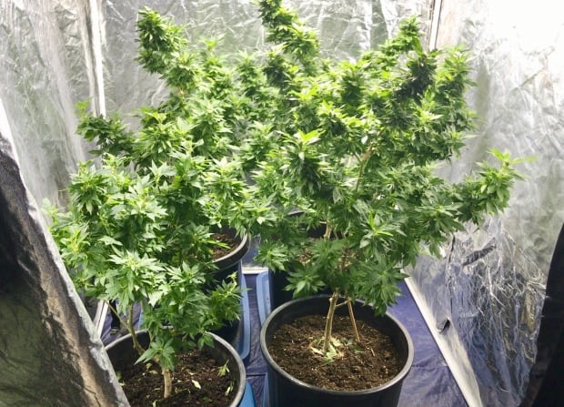 Easy Steps of Growing Marijuana at Home