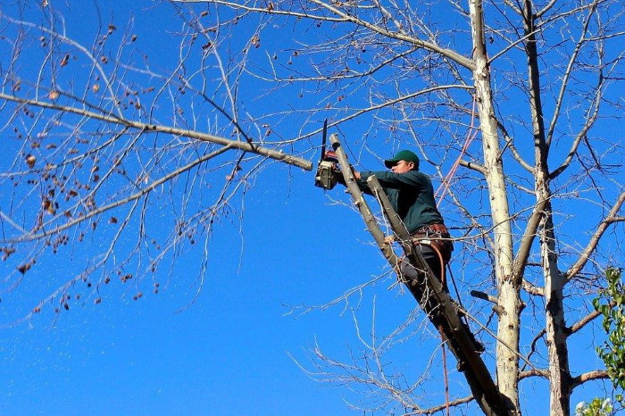 Here are the Qualities of a Good Tree Company